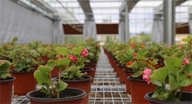 設施園藝生產(chǎn)技術(shù)服務(wù)