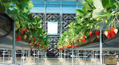 固陽(yáng),水蓄熱內外雙保溫裝配式日光溫室