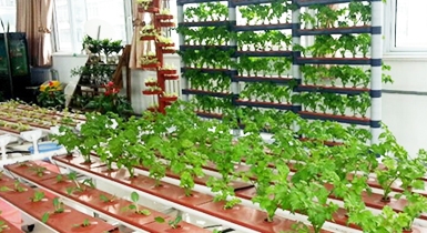 家庭園藝生產(chǎn)設備與技術(shù)